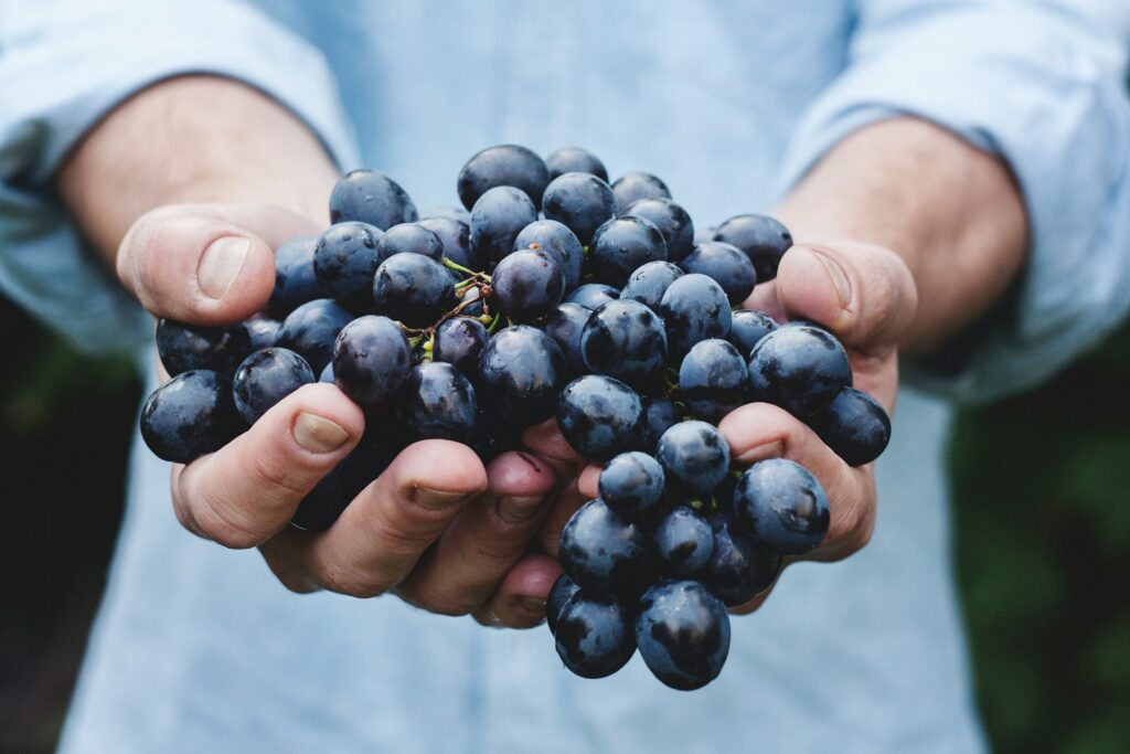 feira da uva e do vinho